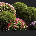 Vibrant Flowering Bushes With Pink Purple Red Blooms In Rounded Green Forms