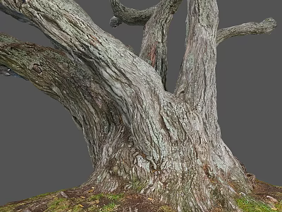 Rough Tree Trunk With Natural Wood Texture And Moss At The Base On Gray Background 3d model