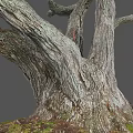 Rough Tree Trunk With Natural Wood Texture And Moss At The Base On Gray Background