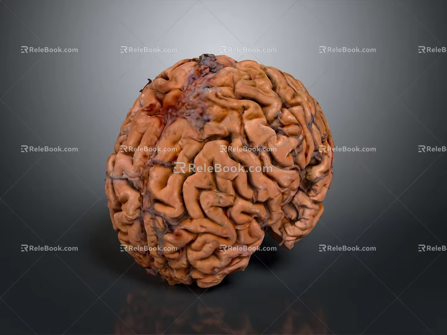 head structure head planer face human head planer face human brain planer face head structure brain structure human head structure 3d model