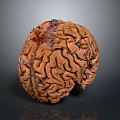 head structure head planer face human head planer face human brain planer face head structure brain structure human head structure 3d model