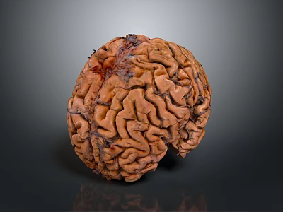 head structure head planer face human head planer face human brain planer face head structure brain structure human head structure 3d model