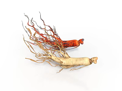 Fresh Red and White Ginseng Roots with Fibrous Tails on White Background 3d model