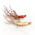 Fresh Red and White Ginseng Roots with Fibrous Tails on White Background
