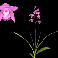 Beautiful Pink Orchid Plant With Large Petals Small Flowers Green Leaves And Black Background