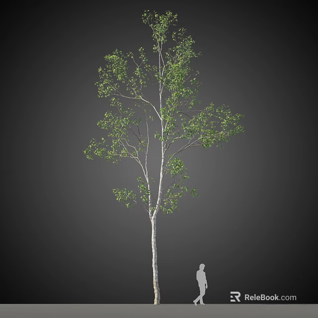 Tall Arbor with White Trunk Green Leaves and Human Figure for Scale 3d model 
