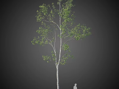 Tall Arbor with White Trunk Green Leaves and Human Figure for Scale 3d model
