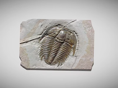 Ancient Detailed Trilobite Fossil Sculpture Carving On Natural Stone Slab 3d model