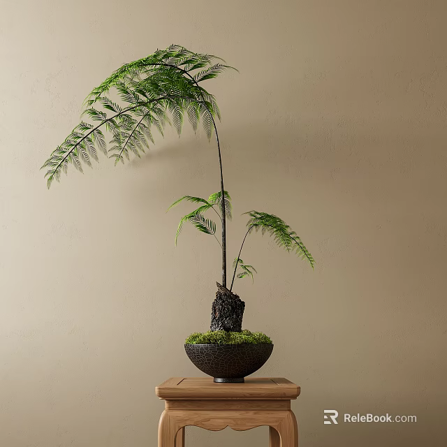Fern Bonsai Plant with Slender Trunk in Black Pot on Wooden Table Against Beige Wall 3d model 