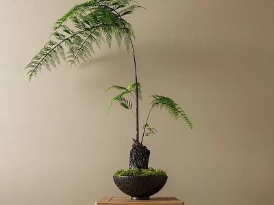 Fern Bonsai Plant with Slender Trunk in Black Pot on Wooden Table Against Beige Wall 3d model