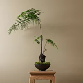 Fern Bonsai Plant with Slender Trunk in Black Pot on Wooden Table Against Beige Wall