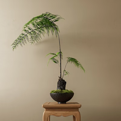 Fern Bonsai Plant with Slender Trunk in Black Pot on Wooden Table Against Beige Wall 3d model