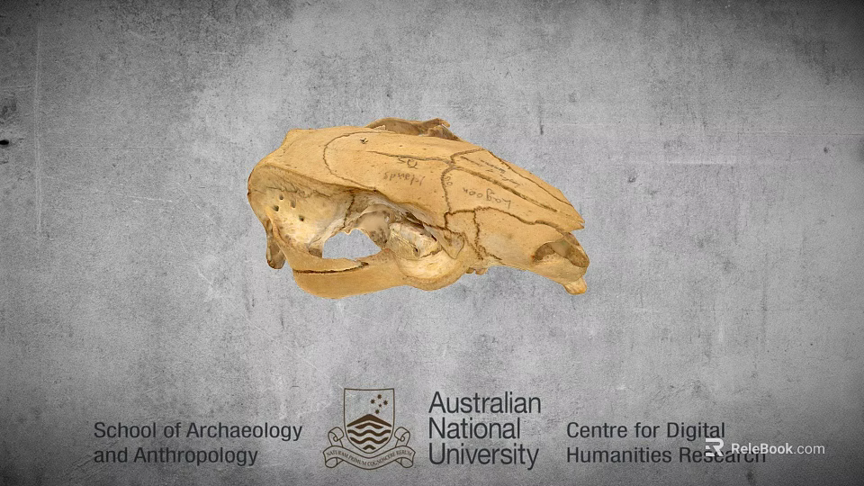 Ancient Skull Specimen Studied In Australian National University Digital Humanities Research 3d model 
