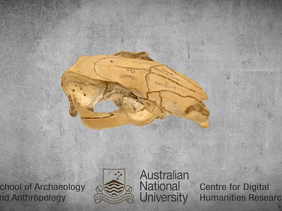 Ancient Skull Specimen Studied In Australian National University Digital Humanities Research 3d model