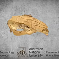 Ancient Skull Specimen Studied In Australian National University Digital Humanities Research