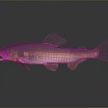 Realistic Golden Silver Fish with Open Mouth on Gray Background and Reflection