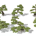 Various Landscape Trees with Exposed Roots and Different Natural Growth Forms 3d model