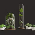 Decorative Bonsai Plants in Glass Cloches with Green Foliage and White Pots on Dark Background