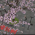 Tree with Pink Blossoms on Green Lawn and Paved Ground with Person Standing Underneath