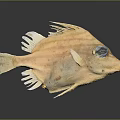 Light Brown Striped Fish With Blue Eyes White Edged Fins Tail On Dark Background Reflection