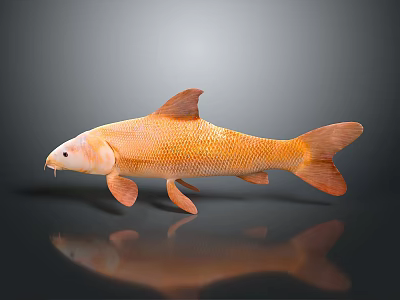 Orange Carp Aquatic Animal 3D Rendered With Detailed Texture On Gray Background 3d model