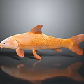 Orange Carp Aquatic Animal 3D Rendered With Detailed Texture On Gray Background
