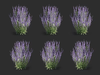 Vibrant Purple Flower Plants With Lush Green Leaves In Garden Clusters 3d model