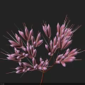 Pink Flowers With Small Petals And Slender Stamens Against Dark Background