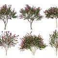 2D Lagerstroemia tree overgrown Lagerstroemia tree modeling Lagerstroemia tree Lagerstroemia tree purple leaf tree color leaf tree courtyard flower tree flowering small tree landscape tree color leaf plant 3d model