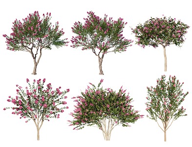 2D Lagerstroemia tree overgrown Lagerstroemia tree modeling Lagerstroemia tree Lagerstroemia tree purple leaf tree color leaf tree courtyard flower tree flowering small tree landscape tree color leaf plant 3d model