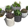 Stylish Bonsai Succulent Plants In Various Pots With Green Foliage And Different Shapes