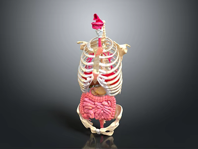 Medical Device Human Skeleton With Internal Organs Anatomical Model For Medical Education 3d model