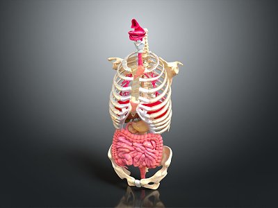 skeleton human skeleton skeletal model human body organ human tissue human body structure human anatomy model