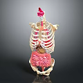 Medical Device Human Skeleton With Internal Organs Anatomical Model For Medical Education