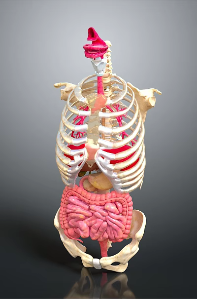 Medical Device Human Skeleton With Internal Organs Anatomical Model For Medical Education 3d model