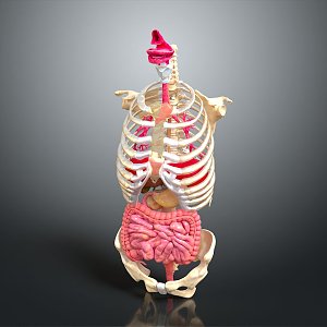 skeleton human skeleton skeletal model human body organ human tissue human body structure human anatomy 3d model