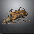 Orange and Black Spotted Longhorn Beetle With Long Antennae On Dark Surface