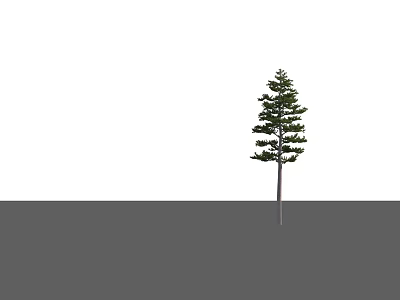 Summer Tree 3d model Summer Tree 3d model