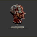 head structure head planer face human head planer face human brain planer face head structure brain structure human head structure 3d model