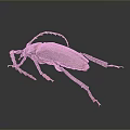 Large Long Horned Beetle With Gray Body Orange Edges And Legs On Dark Background