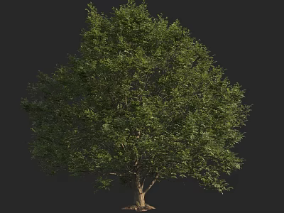 Lush Green Arbor With Dense Foliage And Sturdy Trunk In Natural Shape 3d model