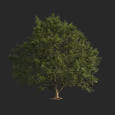 Lush Green Arbor With Dense Foliage And Sturdy Trunk In Natural Shape 3d model