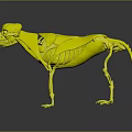 3D Animal Anatomy Model Showing Internal Organs Skeleton Structure And Fur Details