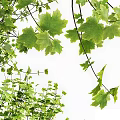 Arbor Trees With Lush Green Foliage And Silhouette Figure Under Canopy