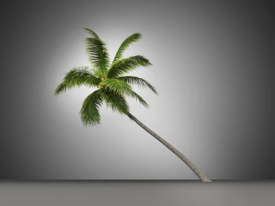 Tall Slender Palm Tree With Green Fronds Against Gray Background 3d model
