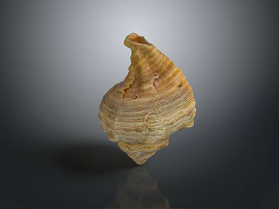 conch bone snail field snail shellfish marine animal fish freshwater fish marine fish animal 3d model