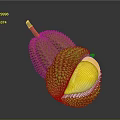Fresh Durian Fruit One Whole and Half Cut Open Showing Yellow Flesh with Spiky Shell