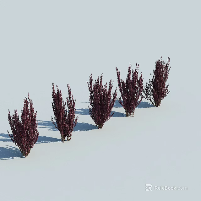 Five Dark Purple Bushes Arranged In A Row On White Background With Shadows 3d model 