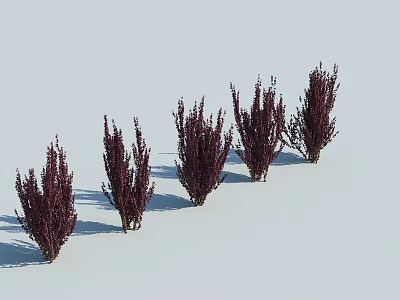 Five Dark Purple Bushes Arranged In A Row On White Background With Shadows 3d model