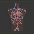 Human Thoracic Cavity Anatomical Model With Heart Blood Vessels And Rib Cage